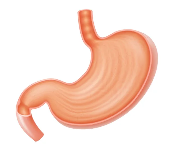 Cross Section Stomach Medical Drawing Healthy Human Stomach Isolated White — Stockfoto