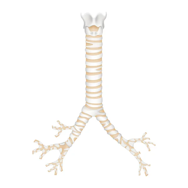 Isolated Human Trachea Bronchioles Realistic Vector Illustration Design — Foto Stock