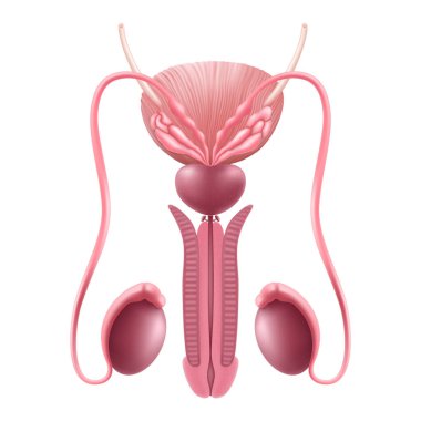 Sağlıklı erkek üreme sistemi. İç İnsan Organı. Erkek üreme organı Gerçekçi 3d vektör çizimi, beyaz arka planda izole edilmiş.