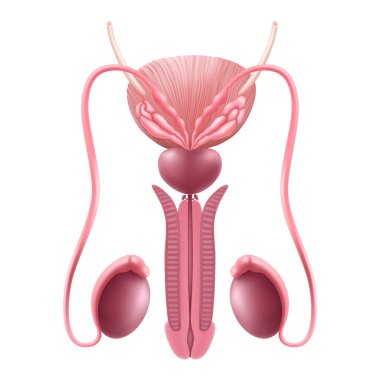 Healthy Male Reproductive system. Internal Human Organ. Male genital Realistic 3d vector illustration, isolated on white background. clipart