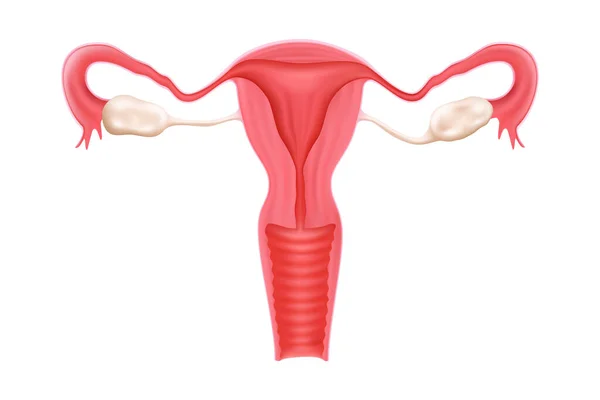 Здорова Репродуктивна Система Жінок Утер Ізольовано Білому Тлі Внутрішній Орган — стокове фото