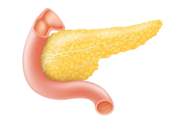 Pancreas Human Internal Organ Anatomy Vector Illustration White Background Flat — Foto de Stock