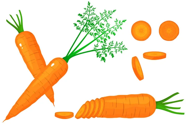 Bright Vector Set Colorful Half Slice Whole Carrots Fresh Cartoon – stockfoto