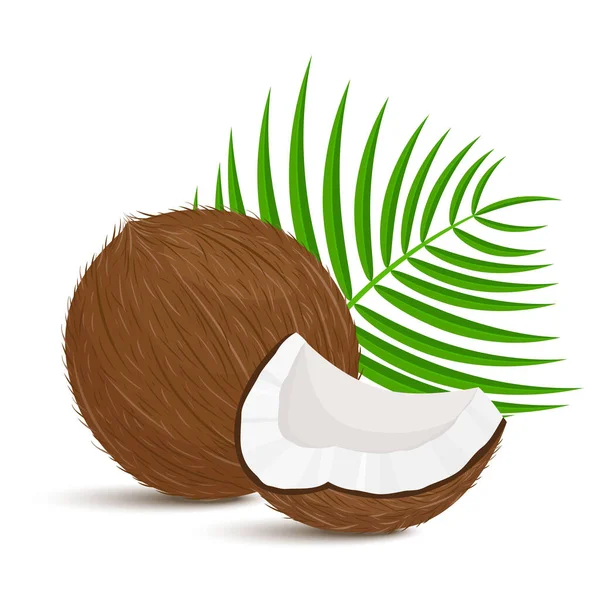 Whole coconut with piece and palm leaves on white background. Vector illustration. Flat design
