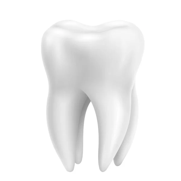 Tooth, realistic 3D vector isolated on white background. Dentistry, medicine and healthcare concept design element. Vector illustration.