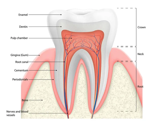 İnsan diş yapısı vektör diyagramı. Diş katmanları emaye, temsil eden kesit düzeni dentin, kan damarları ve sinirleri, cementum ve çevresindeki yapılar ile hamuru. Diş anatomisi kavramı.