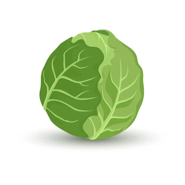 Green Cabbage Isolated White Background Vector Illustration Ingredients Cooking — Stock Photo, Image