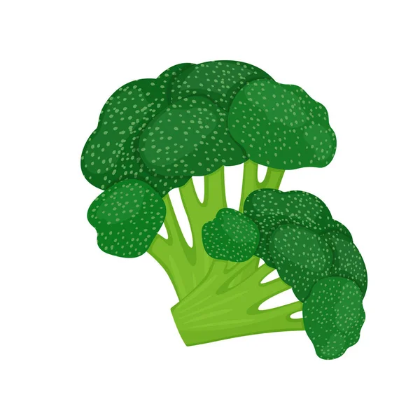 Broccoli Isolated White Background Vector Illustration Fresh Vegetable Flat Style — Stock Photo, Image