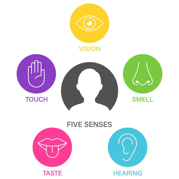 Five senses of human nervous system icon vector illustration, Simple line icons and color circles,