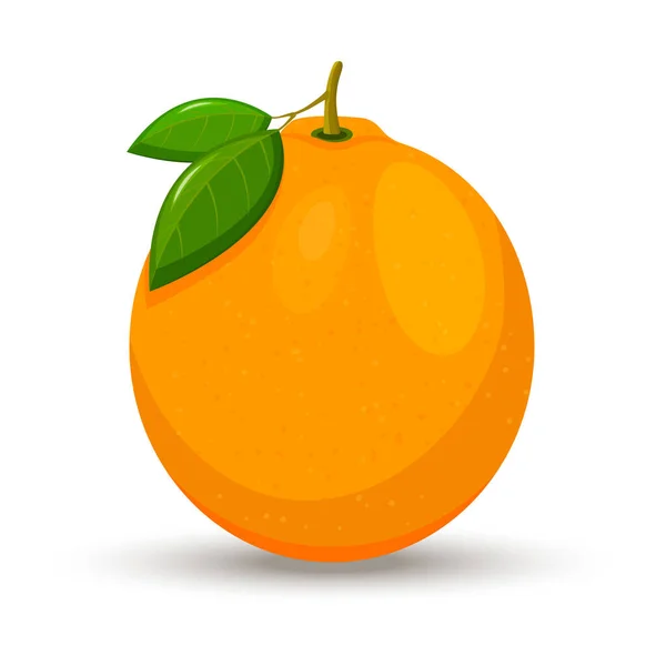 Whole Ripe Orange Leaves Isolated White Background Vector Illustration —  Fotos de Stock