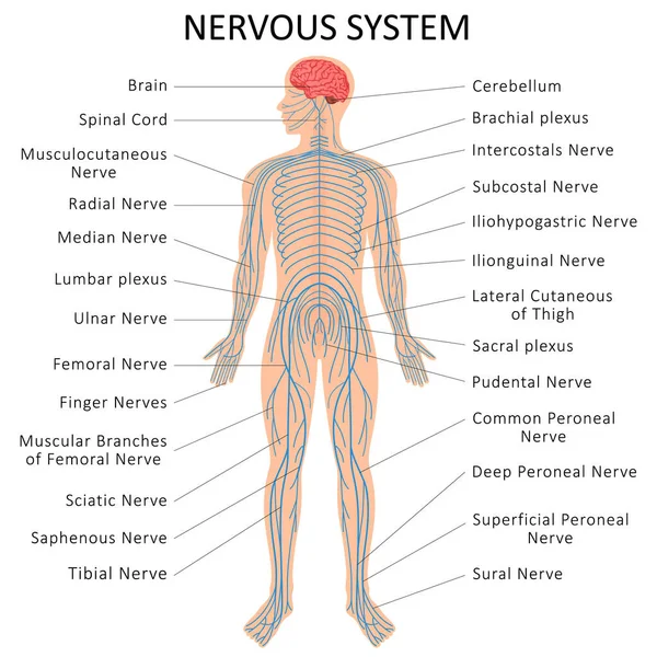 Human Nervous System Medical Education Chart Biology Nervous System Diagram — Stock fotografie