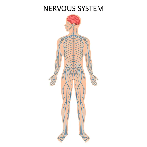 Human Nervous System Medical Education Chart Biology Nervous System Diagram — Foto Stock