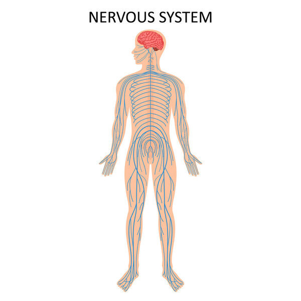 Human nervous system. Medical Education Chart of Biology for Nervous System Diagram. Vector illustration