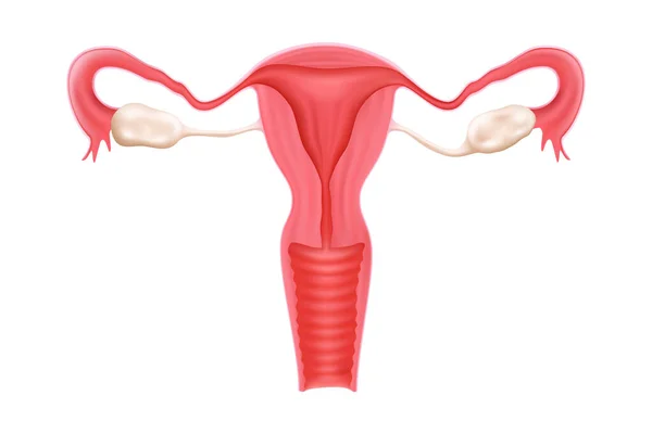 Female Healthy Reproductive System Uterus Isolated White Background Human Internal — Vettoriale Stock