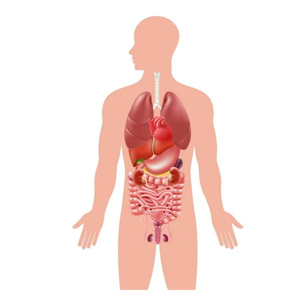 Los Órganos Internos Del Cuerpo Humano Estómago Pulmones Riñones Corazón — Vector de stock