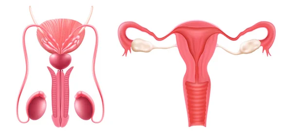 Realistic Set Male Female Human Reproductive System Isolated White Background — Vettoriale Stock