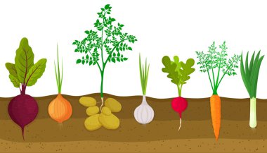 Different root vegetables growing on vegetable patch. Plants showing root structure below ground level. Beets, onions, potatoes, garlic, radishes, carrots