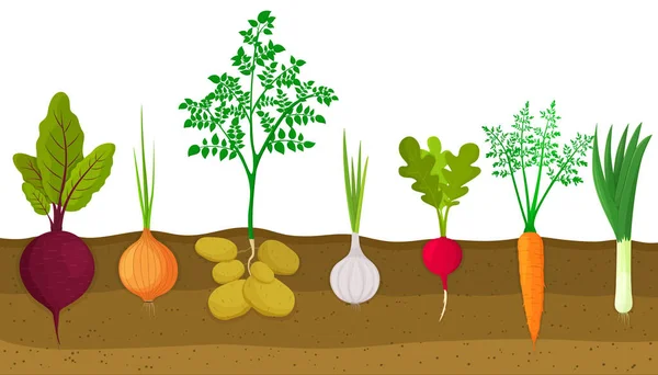Different Root Vegetables Growing Vegetable Patch Plants Showing Root Structure — Vector de stock