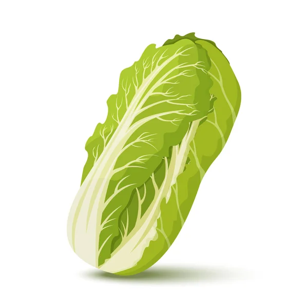 新鮮な白菜 健康食品 ベジタリアン サラダのための有機成分 食料品店のプロモーション ポスターの平面ベクトル — ストックベクタ