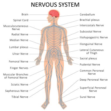 İnsan sinir sistemi. Sinir Sistemi Diyagramı için Biyoloji Tıp Eğitim Çizelgesi. Vektör illüstrasyonu