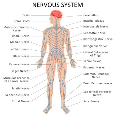 Human nervous system. Medical Education Chart of Biology for Nervous System Diagram. Vector illustration
