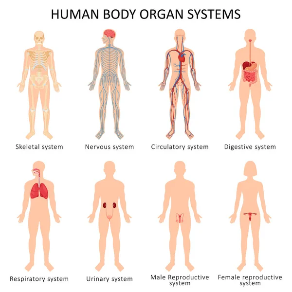 Set of eight systems of organs of the human body: circulatory, nervous, skeletal, digestive, male reproductive, female reproductive, respiratory and urinary systems. Anatomical vector illustration.