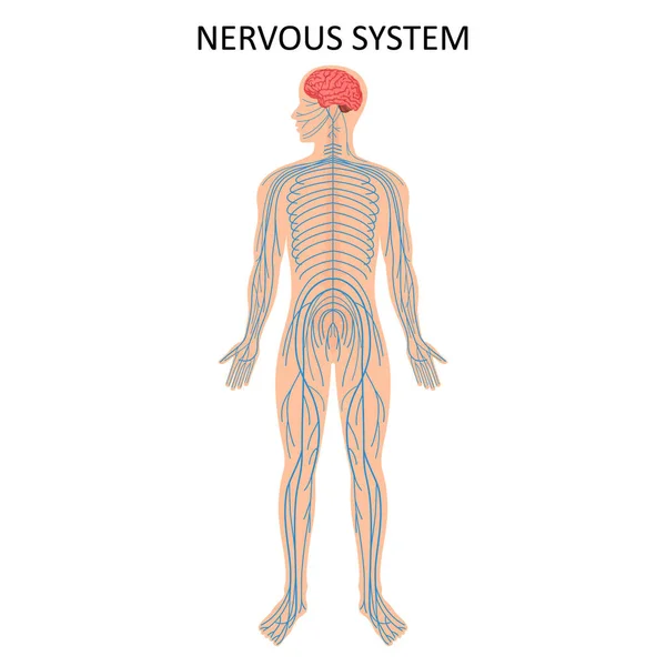 Human Nervous System Medical Education Chart Biology Nervous System Diagram — Vector de stock