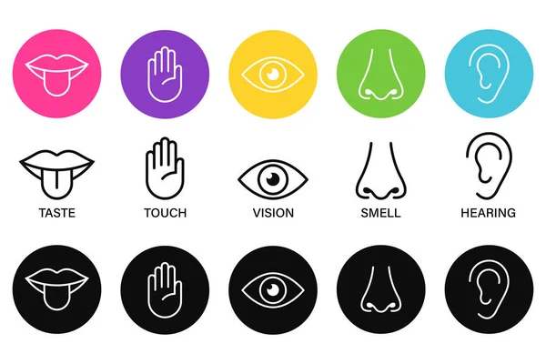 Five senses of human nervous system icon vector illustration, Simple line icons and color circles,