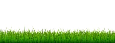 Vector bright green realistic seamless grass border isolated on white background