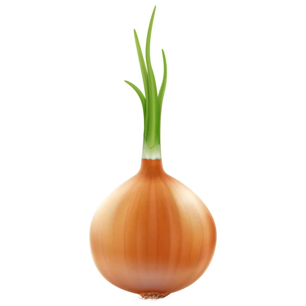 Onion Isolated White Background Realistic Vector Illustration — Vector de stock