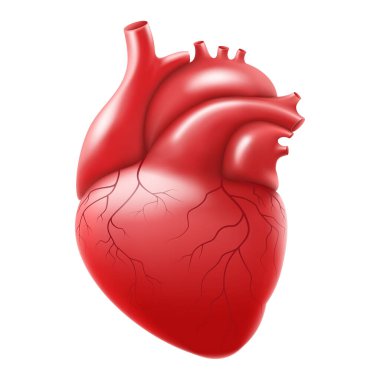 Beyaz arka planda izole edilmiş insan kalbi. Kalbi anatomik olarak venöz sistemle düzeltiyorum. İnsan iç organları. Gerçekçi 3d vektörü