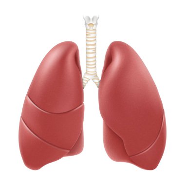 Human lungs anatomy structure. Realistic 3d vector illustration isolated on white background. Front view in detail. Right and left lung with trachea. Healthy lung. Respiration system organ.