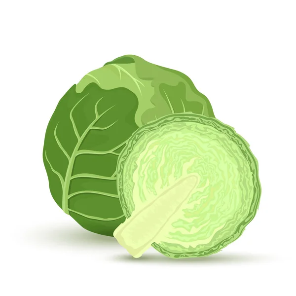 Green Cabbage Half Cabbage Isolated White Background Vector Illustration Ingredients — ストックベクタ