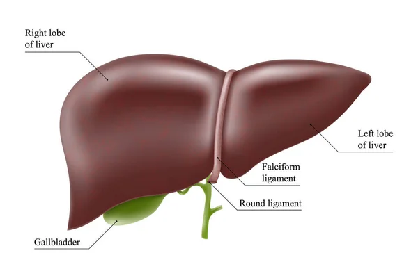 現実的な肝解剖構造 ベクトル肝系器官消化管胆管 医薬品 教育デザインのための人間の肝臓 — ストックベクタ