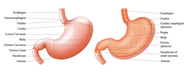 Anatomie Lidského Žaludku Jeho Skořepinové Struktury Popisem Odpovídajících Vnitřních Částí — Stockový vektor