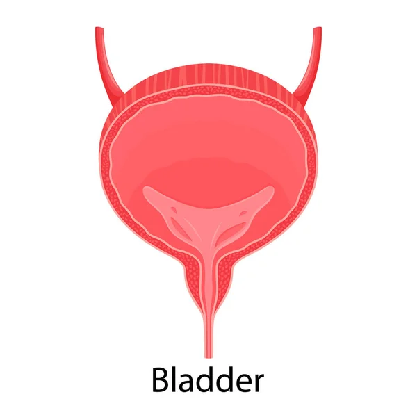 Human Bladder Anatomy Medicine Concept Healthcare Human Internal Organs Symbol — Vetor de Stock