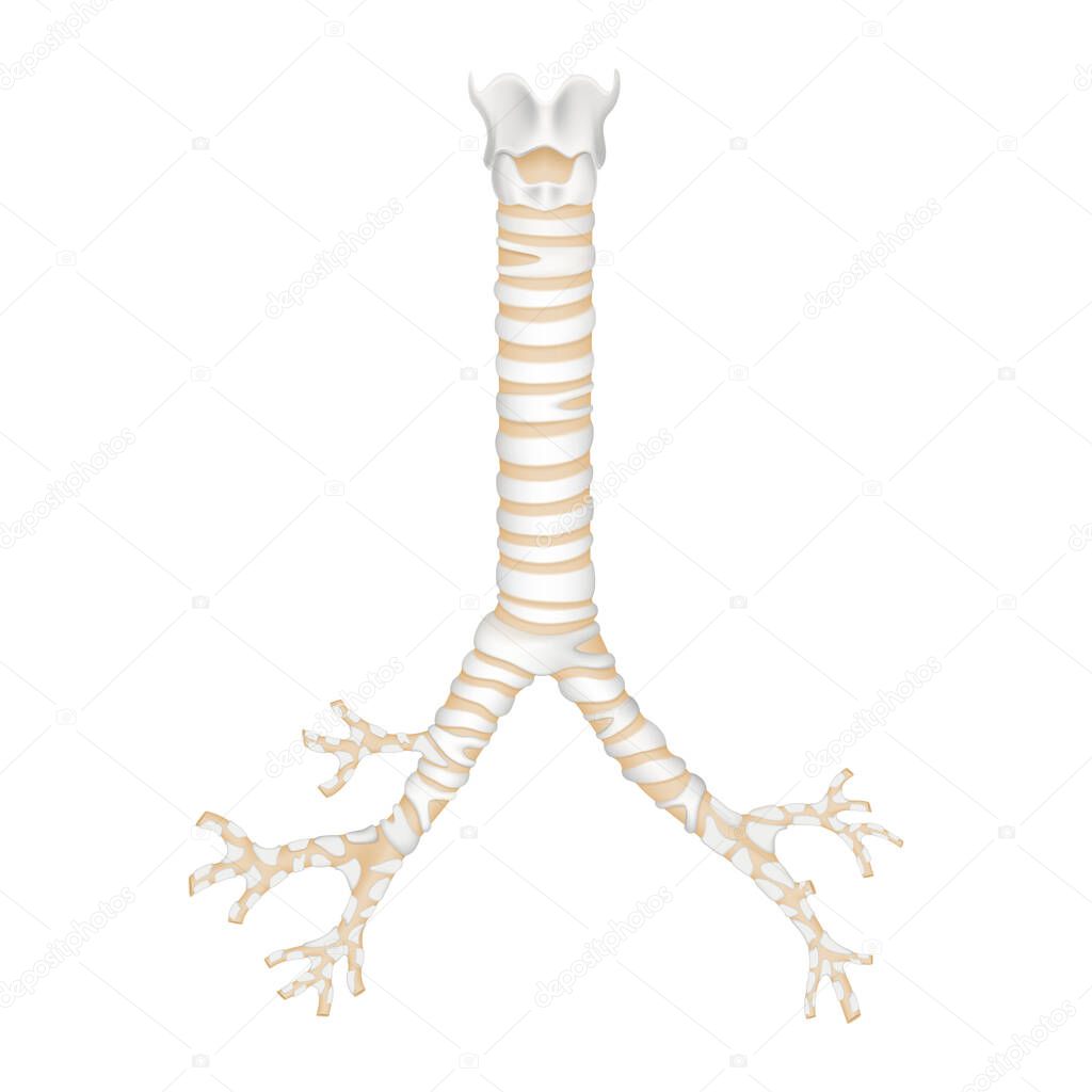 Isolated human trachea and bronchioles. Realistic 3d Vector illustration design