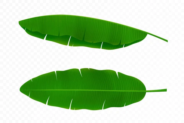 Bright Green Curved Leafs Banana Palm Tree Isolated White Background — Stockvector