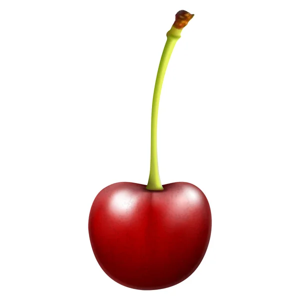 Red Cherry Ripe Berry Stalk Realistic Vector Illustration Isolated White — Stockvector