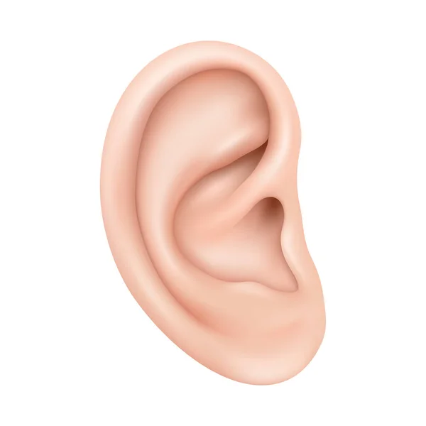 Realistic Human Ear Isolated White Background Human Ear Organ Hearing — Vettoriale Stock