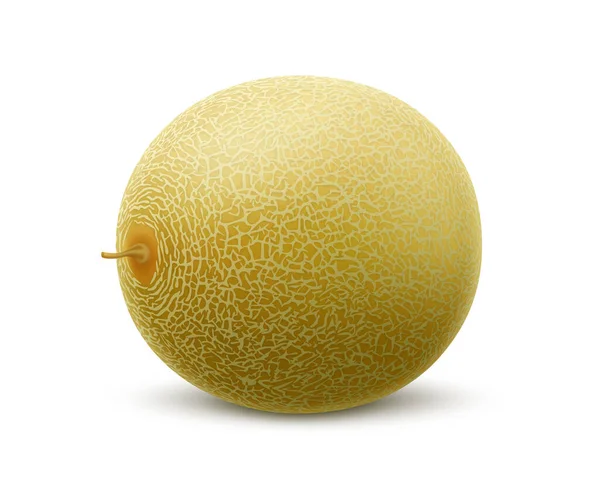 Frutto Melone Intero Fresco Isolato Fondo Bianco Melone Melata Frutta — Vettoriale Stock