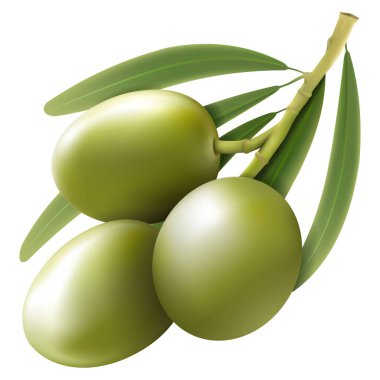 Green olive branch isolated on white background as package design composition. realistic vector, 3d