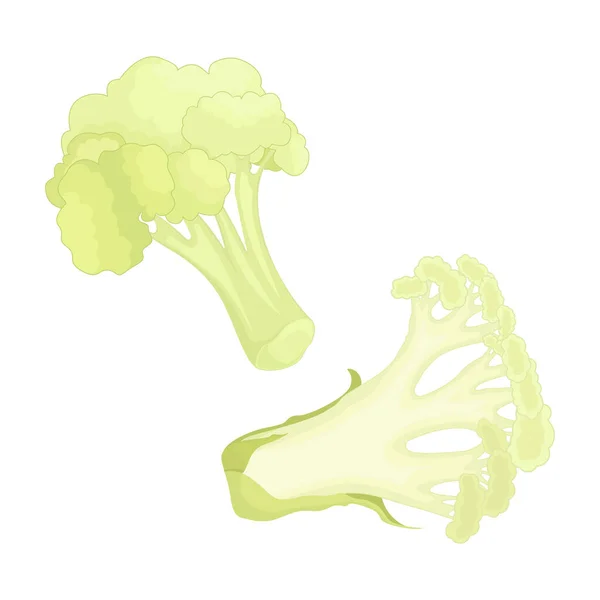 Fresh Cauliflower Cabbage Isolated White Background Set Different Foreshortening Collage — 图库矢量图片