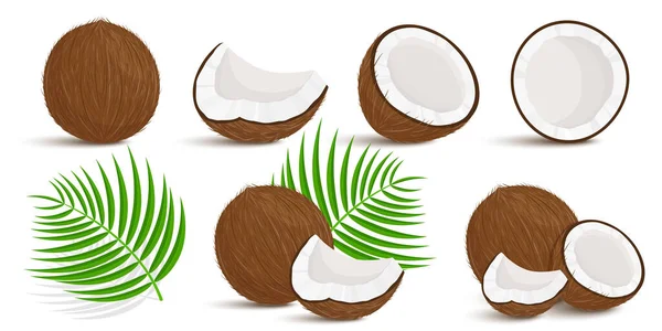 Set of exotic whole, half, cut pieces of coconut fruit and palm leaves isolated on white background. Summer fruits for a healthy lifestyle. Organic fruits. Cartoon style. Vector illustration