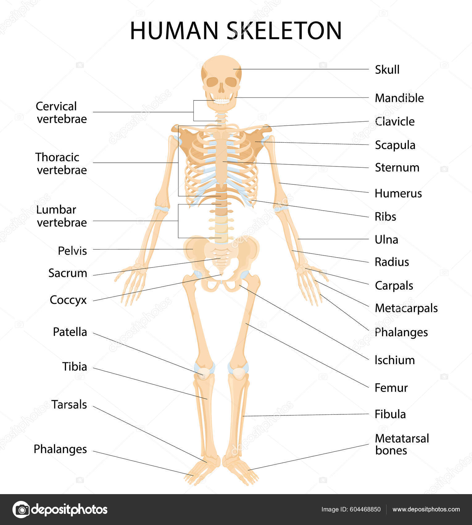 Human Skeletal System Letterings Bones Infographics White Background ...