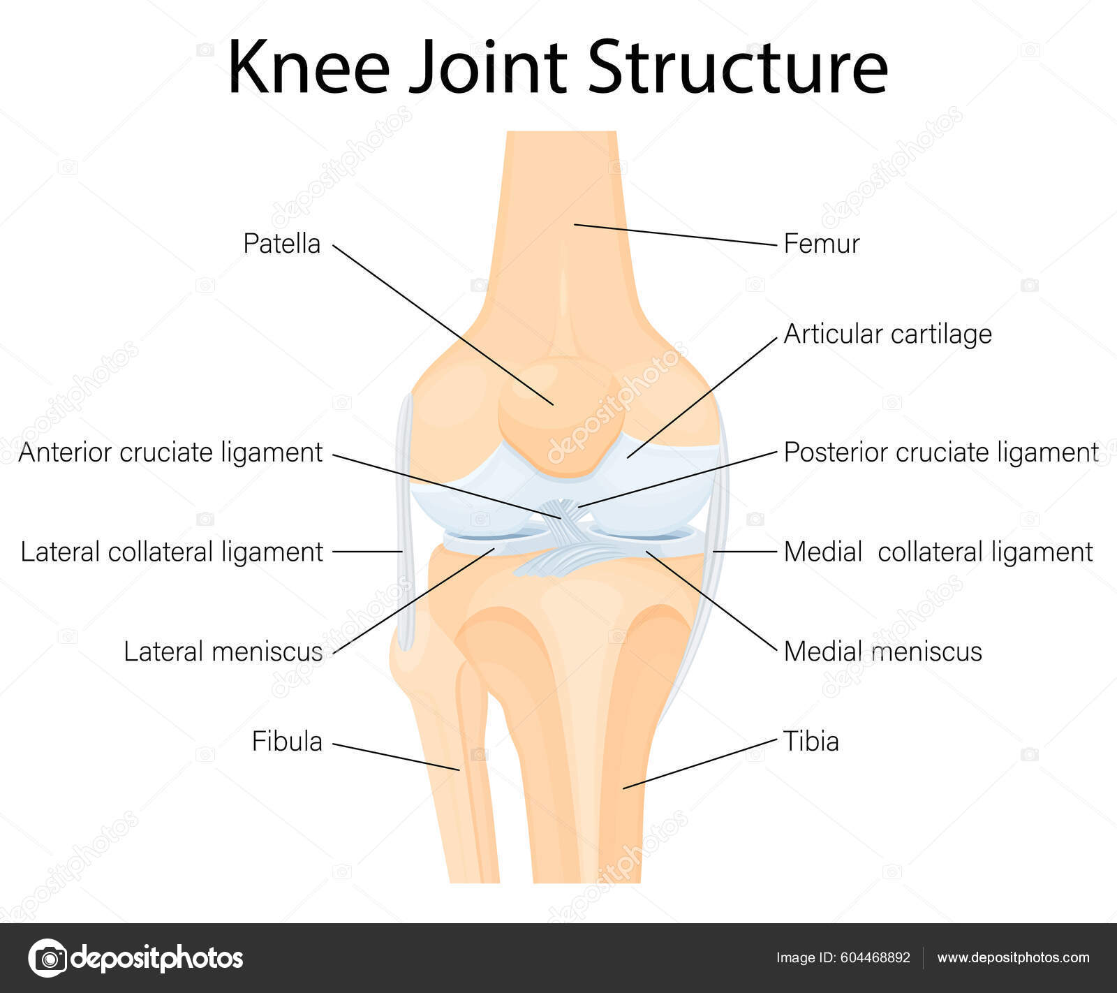 Human Knee Joint Anatomy Ligaments Knee Anterior Posterior Cruciate  Ligaments Stock Vector by ©innakharlamova24031996@gmail.com 604468892