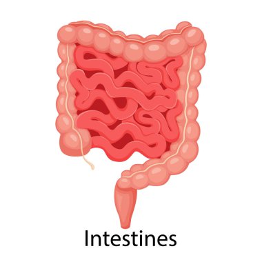 Intestines. Realistic flat vector illustration of small and large intestine. Human internal organ, digestive tract. Vector illustration isolated on white background.