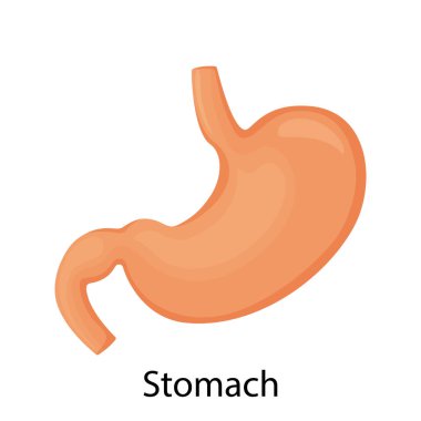Mide ikonu. İnsan iç organları sembolü. Sindirim sistemi anatomisi. Beyaz arkaplanda izole edilmiş düz biçimdeki vektör illüstrasyonu