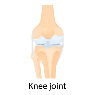 Knee joint isolated vector illustration, flat design. Ligaments of the knee. Anterior and Posterior cruciate ligaments, Patellar and Quadriceps, tendons, Medial and Lateral collateral ligaments. clipart