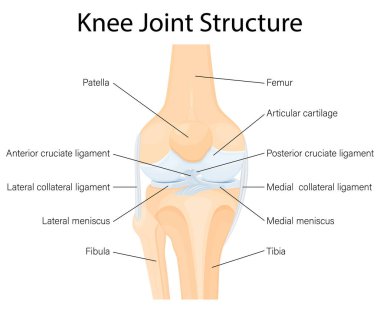 Human Knee joint anatomy. Ligaments of the knee. Anterior and Posterior cruciate ligaments, Patellar and Quadriceps, tendons, Medial and Lateral collateral ligaments. Vector flat illustration